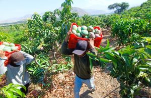 Senamhi alerta riesgos para arroz y mango por clima en Piura