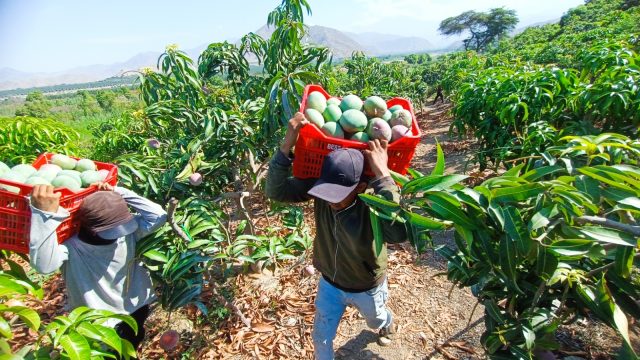 Productores-de-mango-Piura