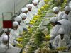 Agroexportaciones de frutas crecieron 17.3% hasta abril de 2026