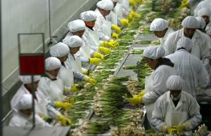 Agroexportaciones de frutas crecieron 17.3% hasta abril de 2026